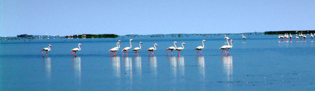 golden-triangle-with-chilika-lake-tours