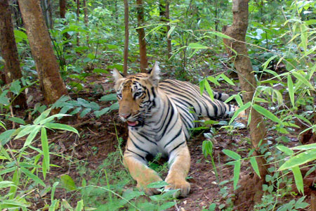 odisha-wildlife-tour