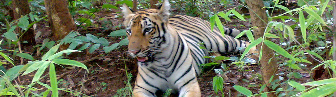 odisha-wildlife-tour